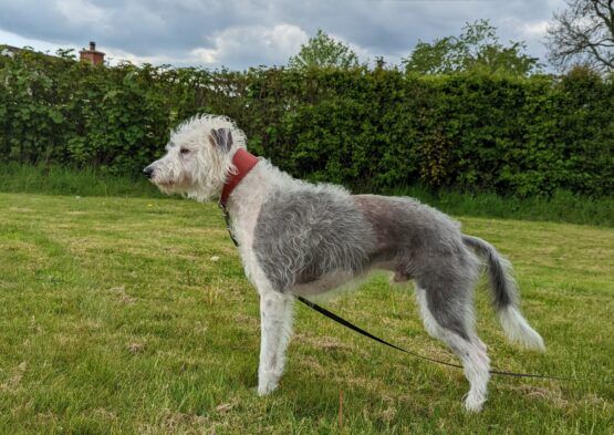 whippet greyhound collar