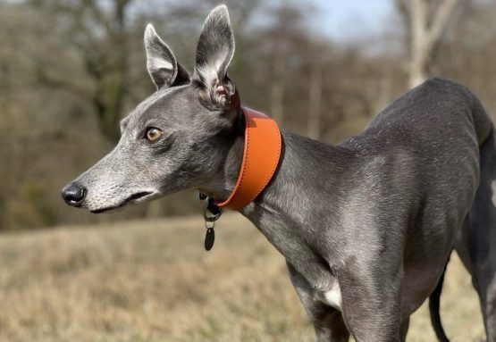 whippet greyhound collar