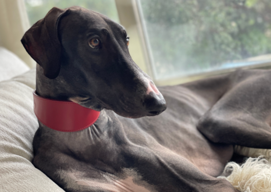 whippet greyhound collar