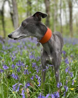 whippet greyhound collar