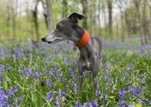 whippet greyhound collar