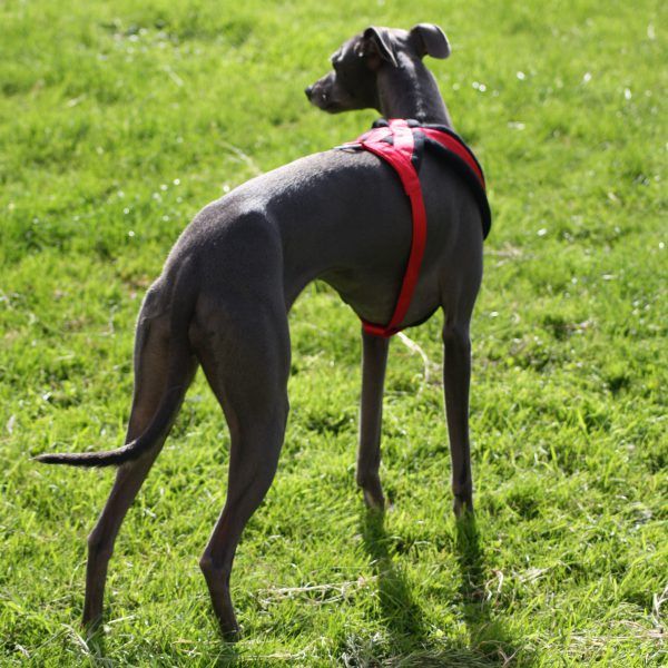 Comfortable Fleece Breakaway Dog Harness Whippet Lurcher