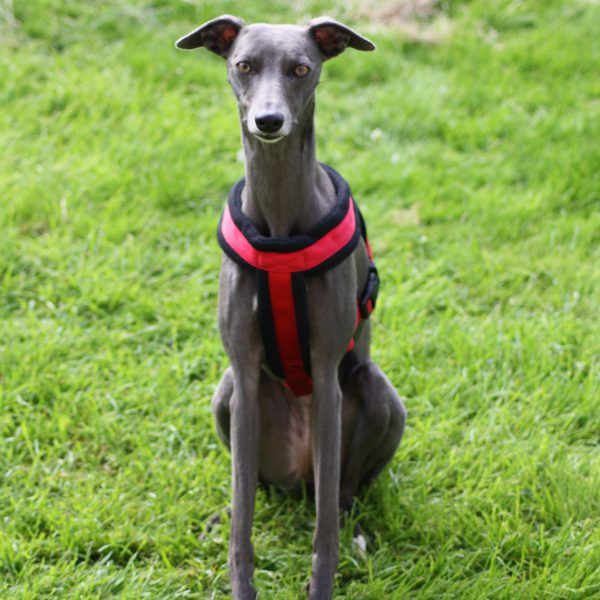 Comfortable Fleece Breakaway Dog Harness Whippet Lurcher