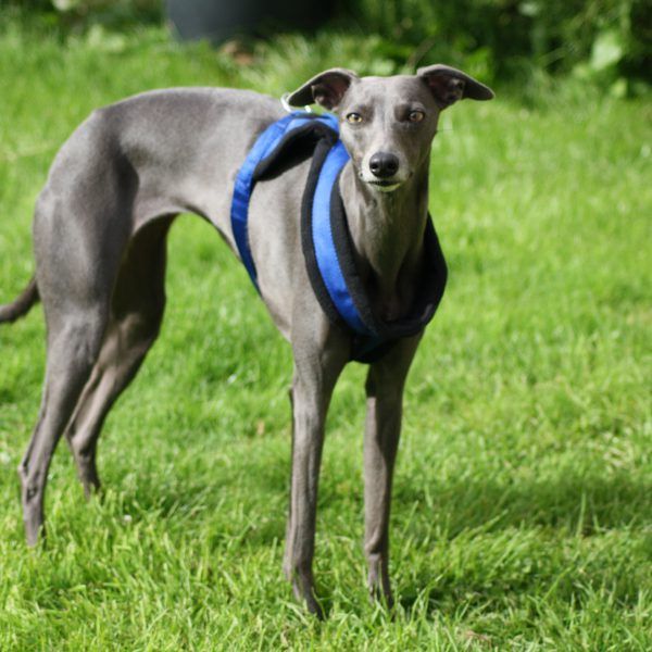 Comfortable Fleece Breakaway Dog Harness 3 Colours Whippet