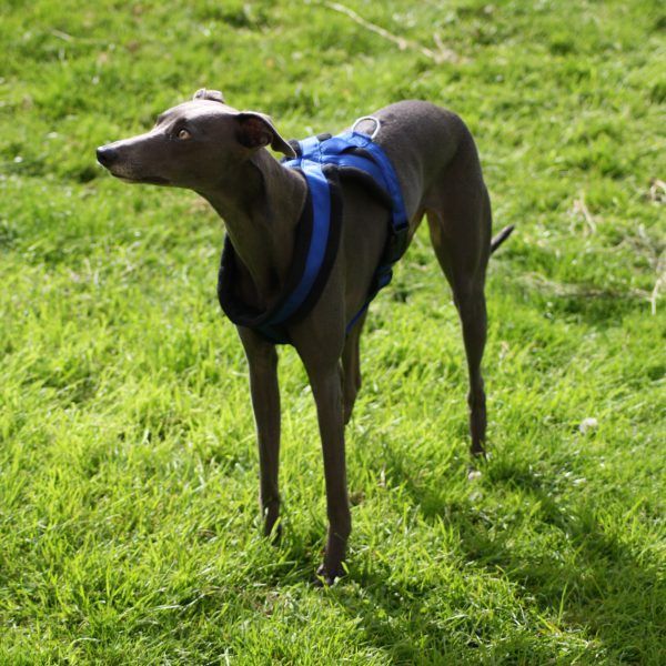 Comfortable Fleece Breakaway Dog Harness 3 Colours Whippet