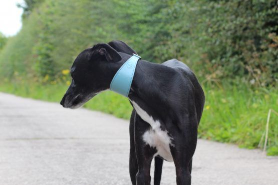 whippet greyhound collar