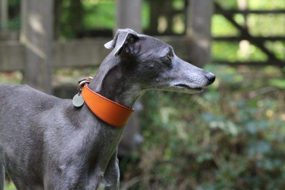 whippet greyhound collar