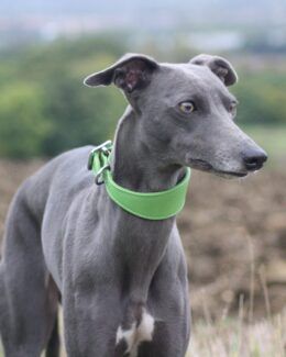 Green Leather Whippet Greyhound Collar