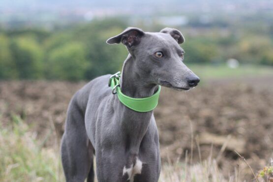 Green Leather Whippet Greyhound Collar