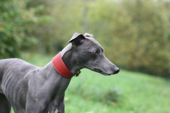 Red Leather Whippet Greyhound Collar