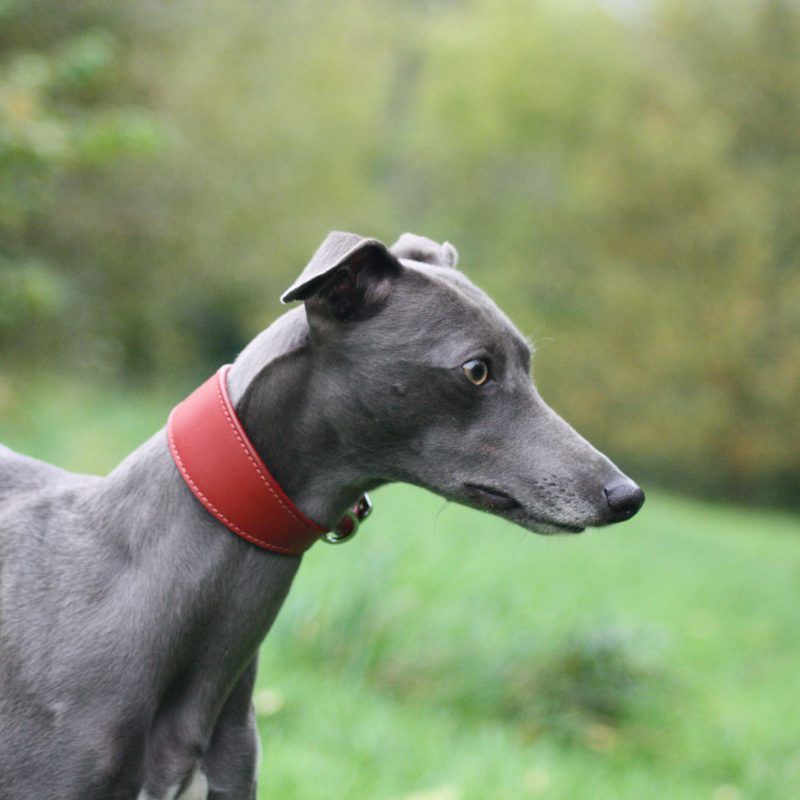 Red Leather Wide Collar Whippet Greyhound Italian Lurcher