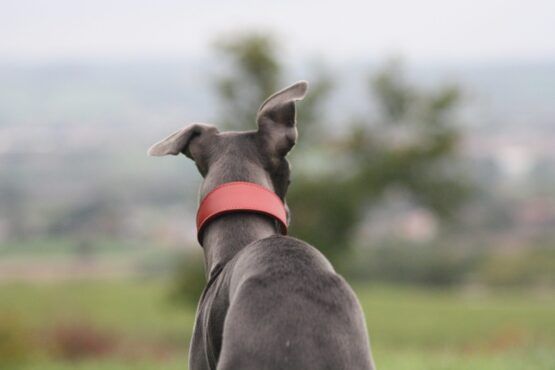 Red Leather Whippet Greyhound Collar - Image 4