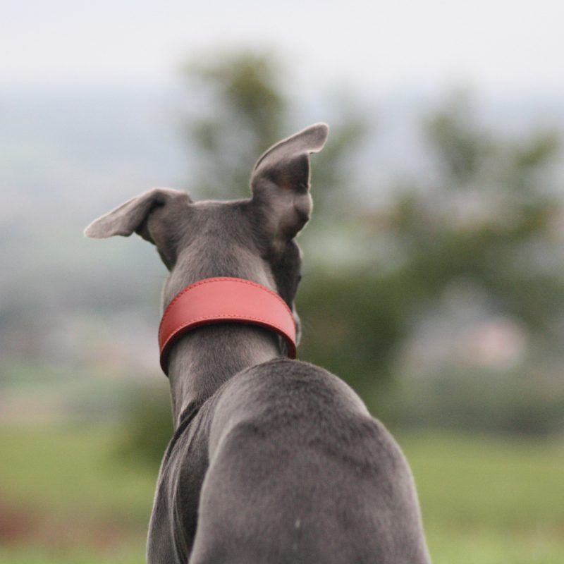 Red Leather Wide Collar Whippet Greyhound Italian Lurcher