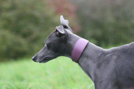 whippet greyhound collar