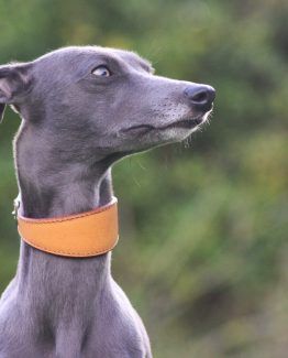Orange Leather Wide Sighthound Collar Whippet, Lurcher, Greyhound Orange Leather Wide Sighthound Collar Whippet, Lurcher, Greyhound