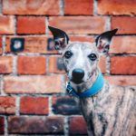 whippet greyhound collar