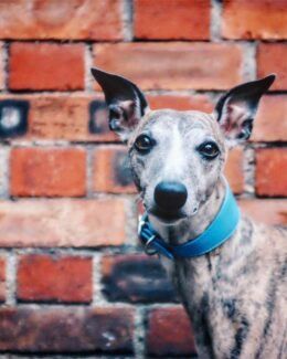 whippet greyhound collar