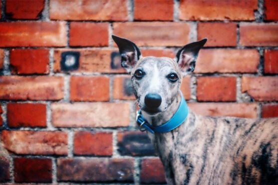 whippet greyhound collar