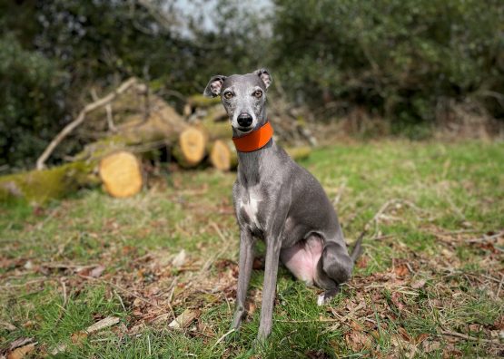 whippet greyhound collar