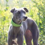 whippet collar