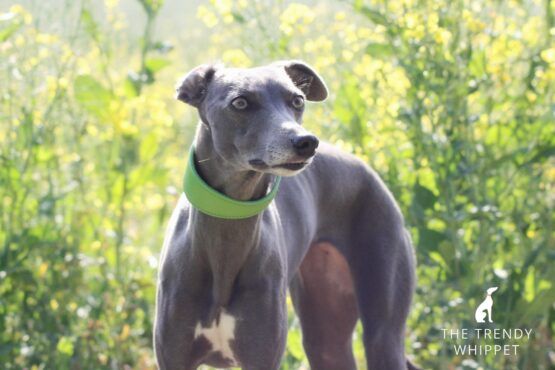 whippet collar