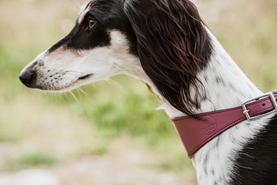 whippet greyhound collar