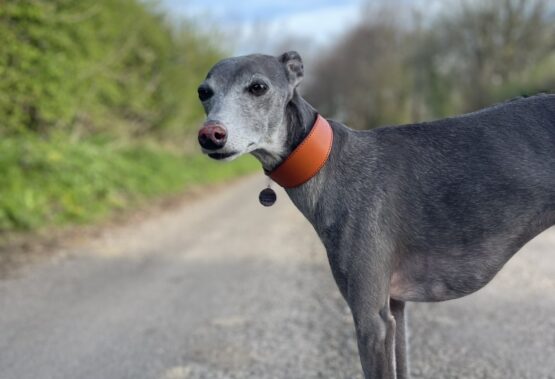 whippet greyhound collar