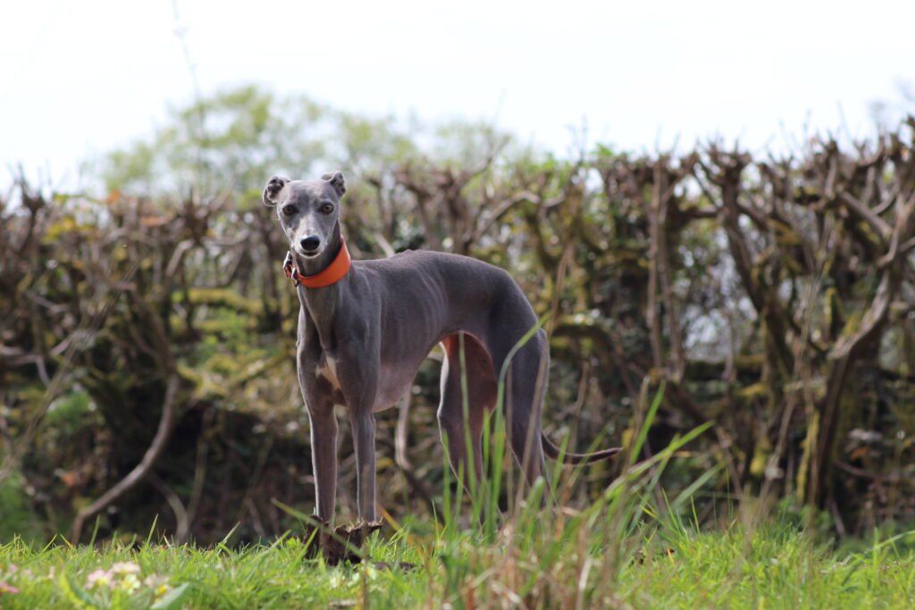 whippet greyhound collar