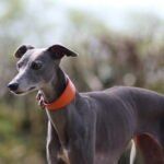 whippet greyhound collar