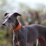 whippet greyhound collar