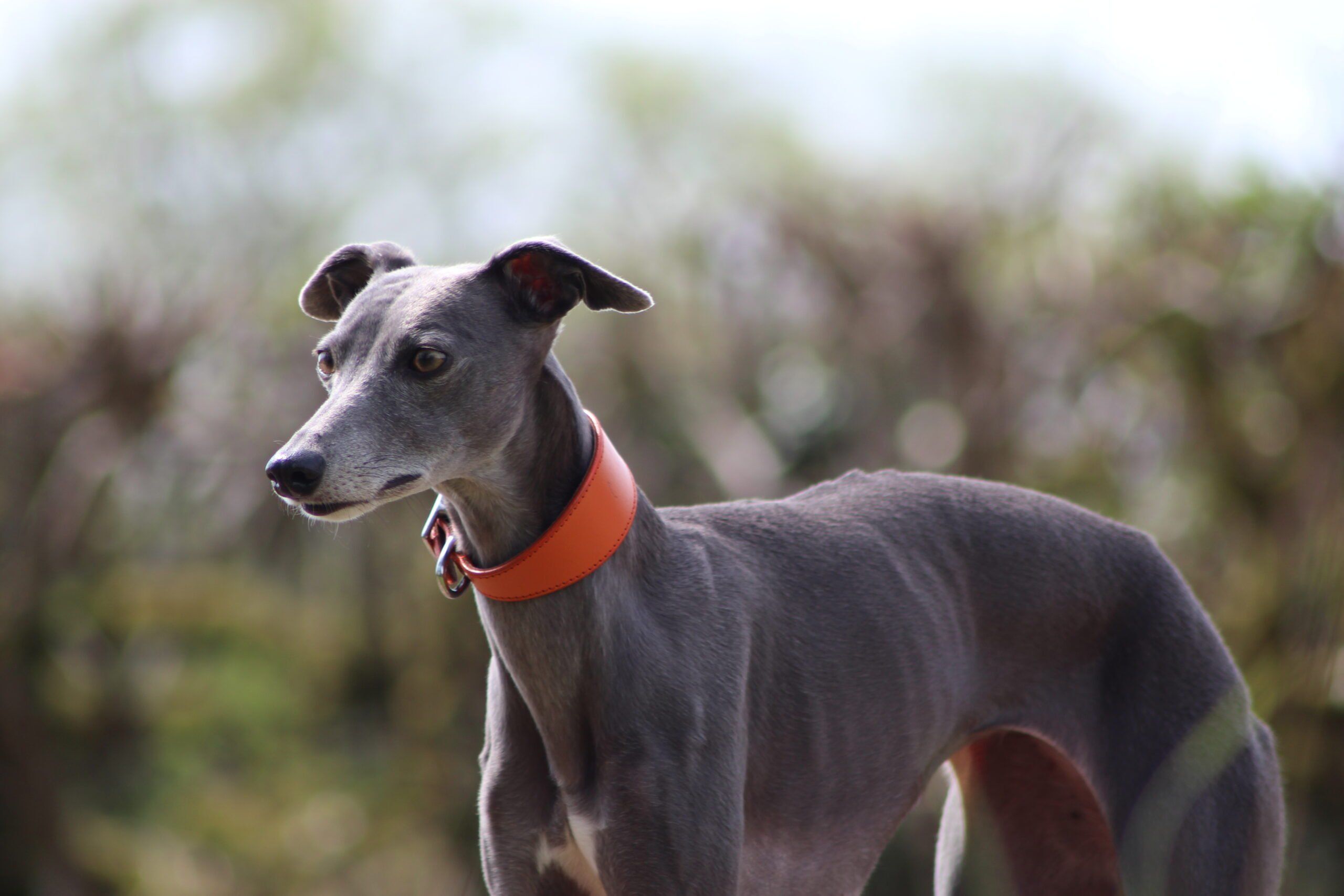 italian greyhound leather collar