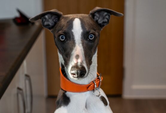 whippet greyhound collar