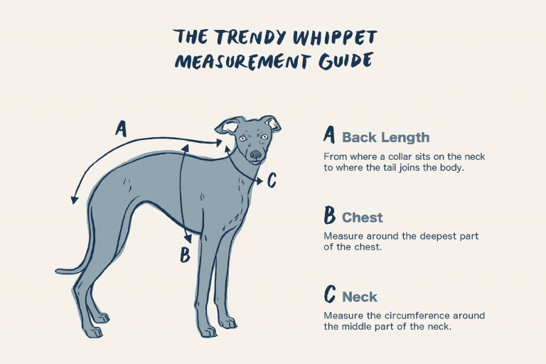 Trendy Whippet Measurement Guide