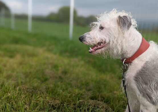 whippet greyhound collar