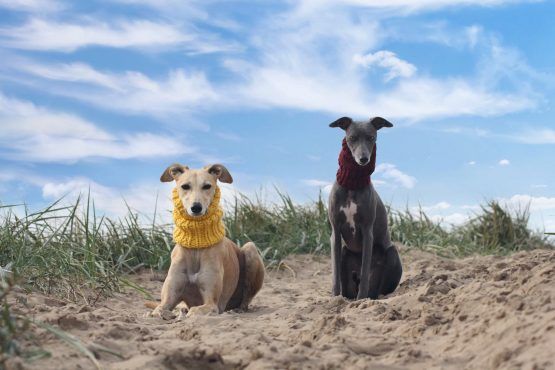 Mustard Knitted Whippet Greyhound Snood - Image 4