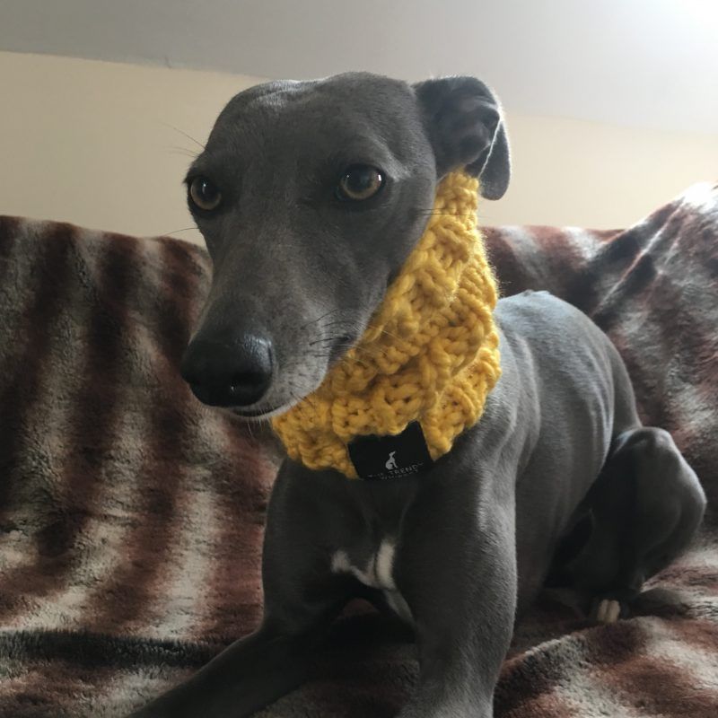 Whippet Thick Mustard Knit Neck Warmer Snood Greyhound Italian hound