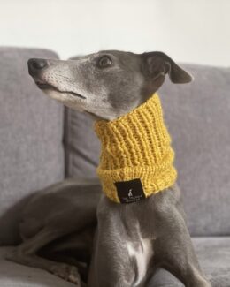 whippet greyhound snood