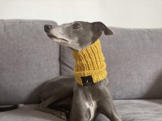 whippet greyhound snood