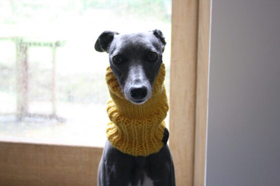 snood whippet greyhound