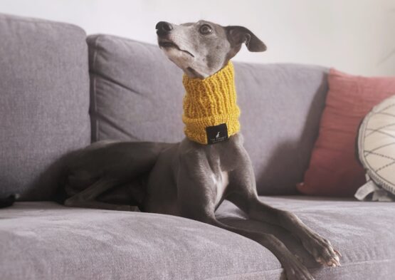 Mustard Knitted Whippet Greyhound Snood - Image 2