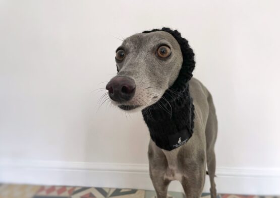 whippet greyhound snood