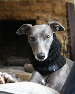 snood whippet greyhound