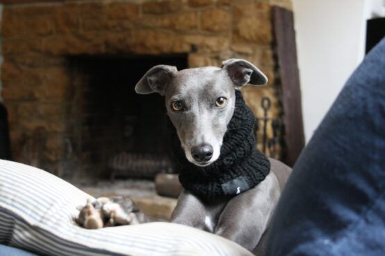 snood whippet greyhound