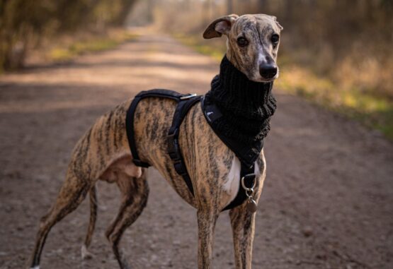 whippet greyhound snood