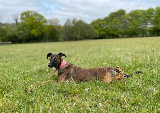 whippet greyhound collar