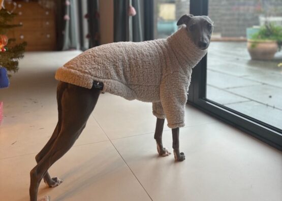 whippet greyhound jumper