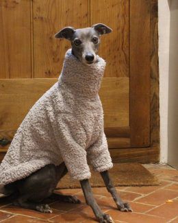 whippet greyhound jumper