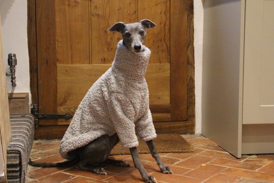 whippet greyhound jumper