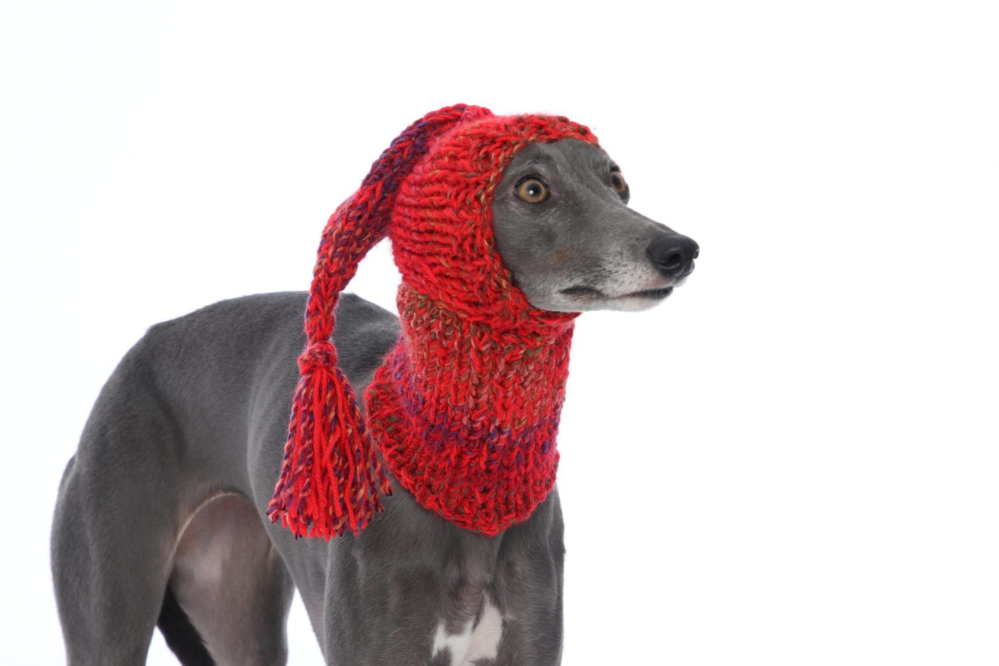 Whippet Greyhound Red Knitted Tassel Hat Italian Lurcher