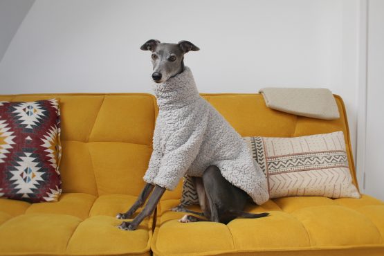 whippet greyhound jumper